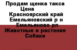 Продам щенка такса › Цена ­ 3 000 - Красноярский край, Емельяновский р-н, Емельяново рп Животные и растения » Собаки   